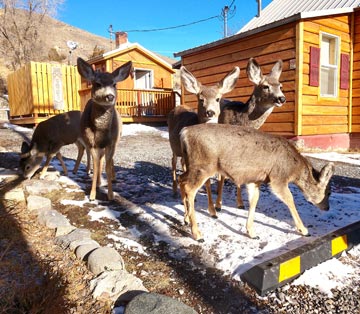 Yellowstone’s Treasure Cabins